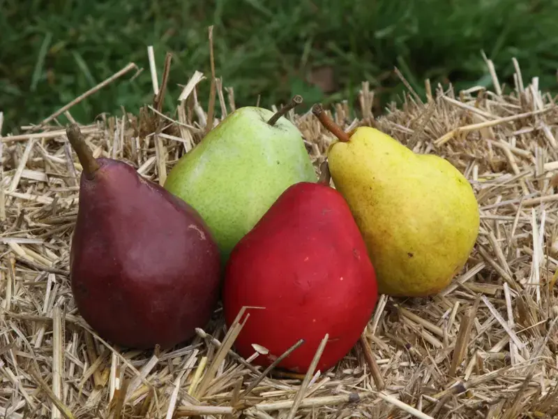 pears-varieties