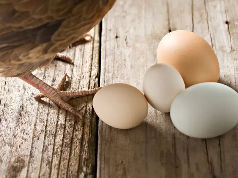 pullet-eggs