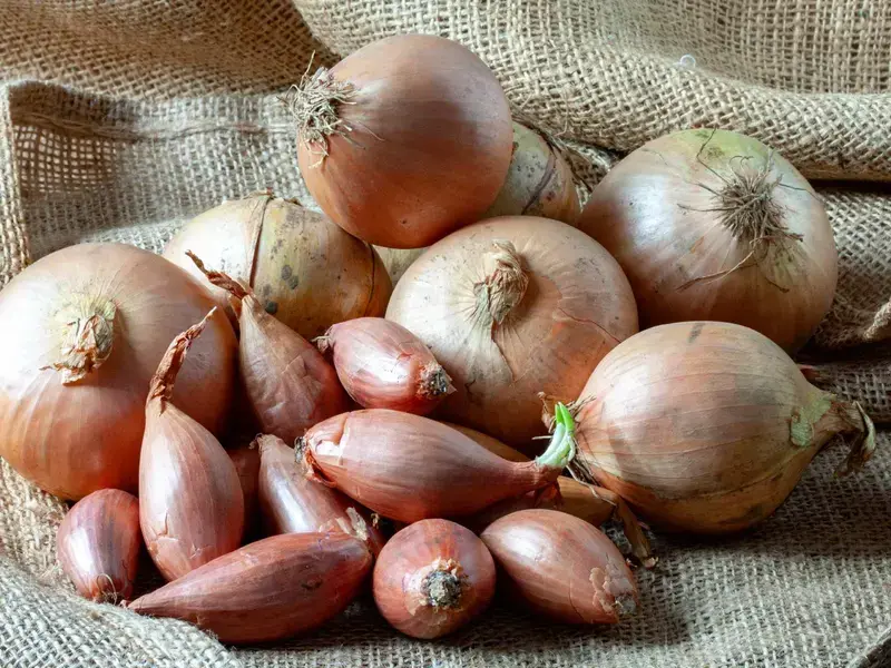 shallots-and-onions