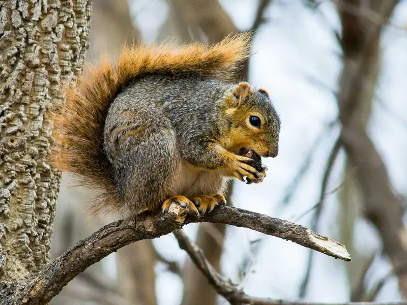 A squirrel in a tree.