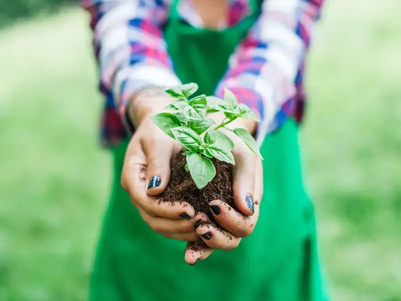 store-fresh-basil