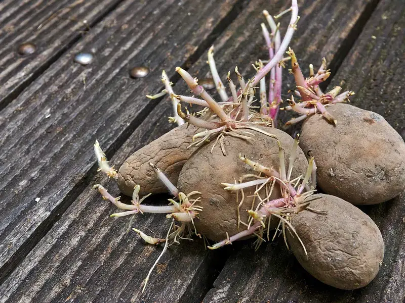 store-potatoes
