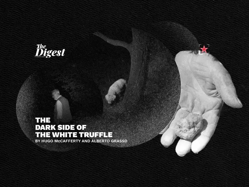 The Dark side of the white truffle