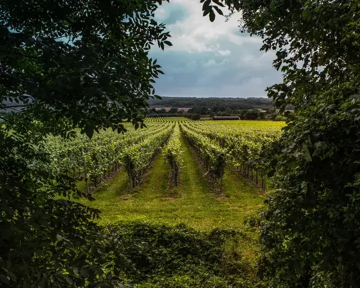 Vineyard rows framed by lush green foliage, stretching towards distant trees under a cloudy sky