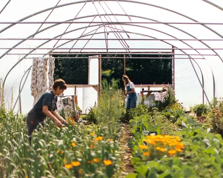 Market garden at Wilson's in Bristol.
