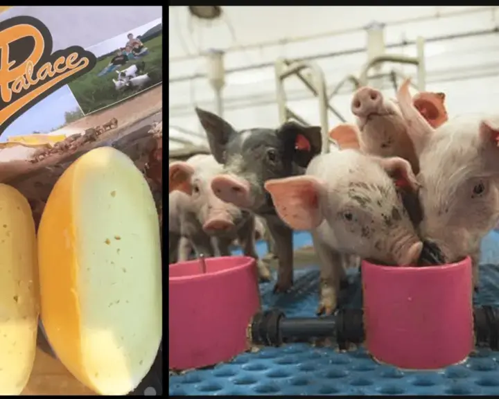 Original_11207_pig-cheese-title