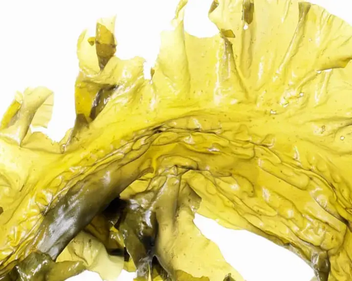 Original_11211_seaweed-finedininglovers-TP