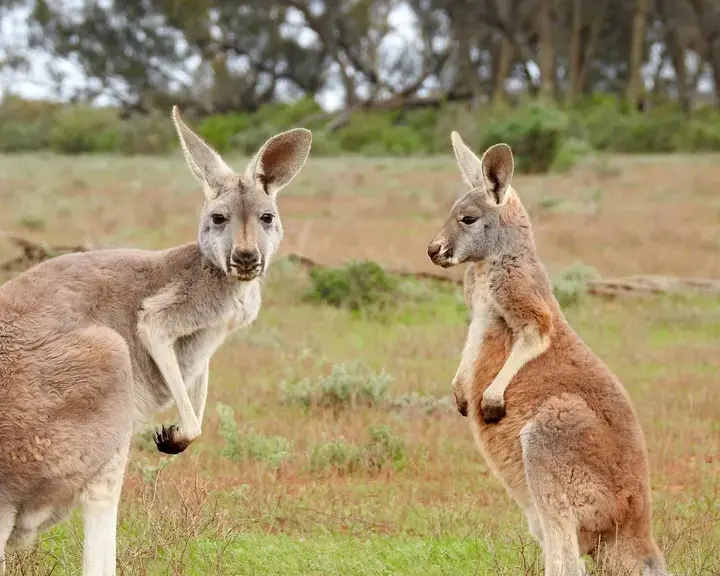 All You Need to Know About Kangaroo Meat
