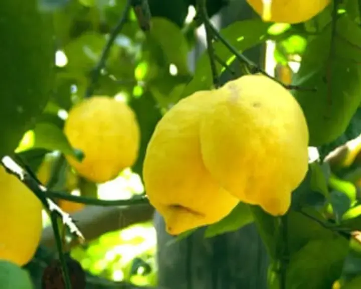 Original_523_buy-sorrento-lemons-083