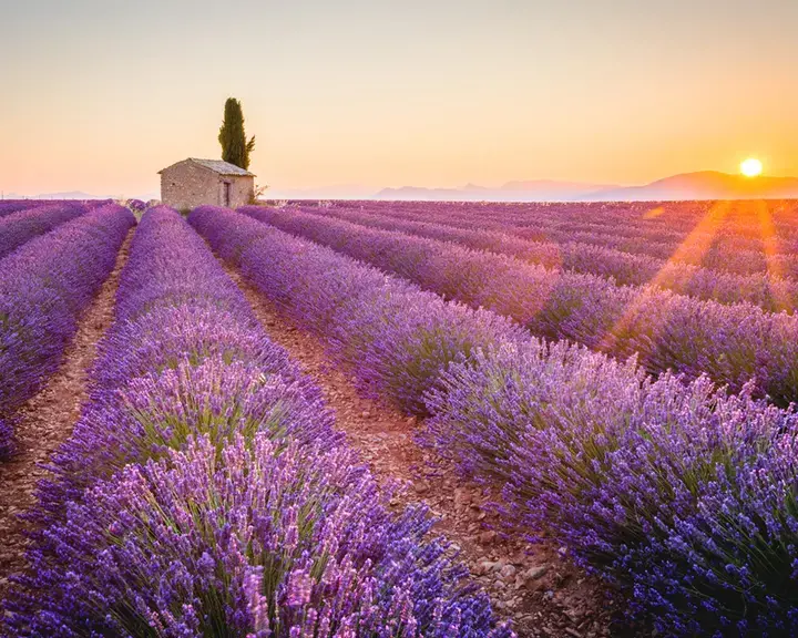 Lavender fields in Provence.