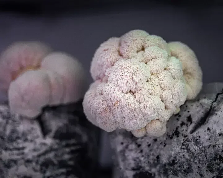 Lion's mane mushrooms at Fallow.