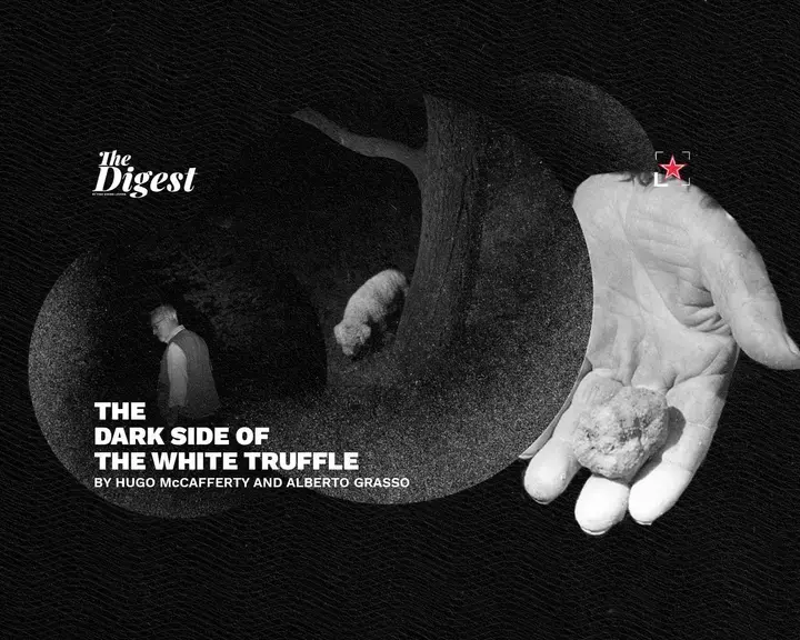 The Dark side of the white truffle