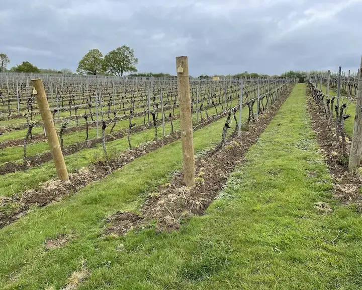 Chapel Down Vineyard
