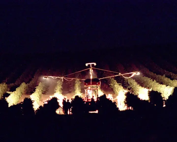 Donnafugata, a Wine Nightly Grape Harvest