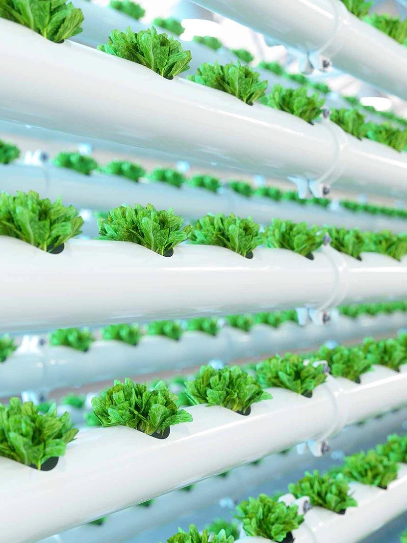 Sustainable eating