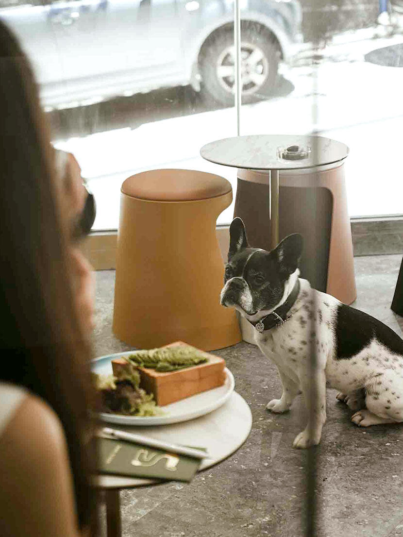 Paws &amp; Plates