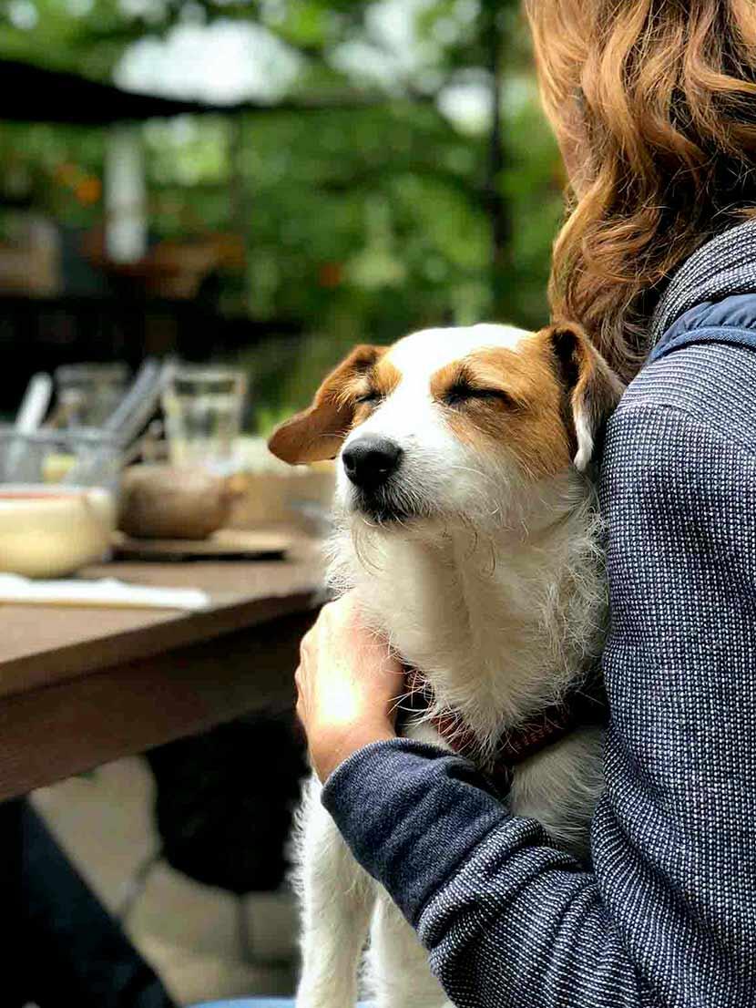Paws &amp; Plates